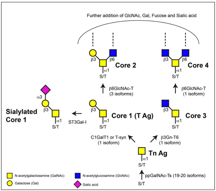 Fig.1 Synthesis process of mucin-type O-glycans. (Tran & Ten Hagen, 2013)